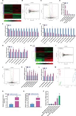 Changes in the Small Noncoding RNAome During M1 and M2 Macrophage Polarization